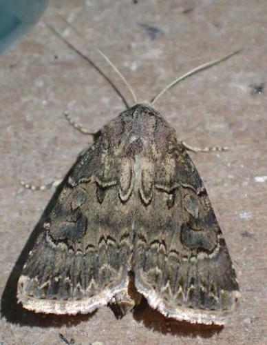 Réf. 199 024 : Agrotis bigramma